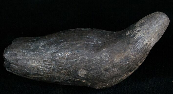 Fossil Sperm Whale Tooth - Georgia #4903